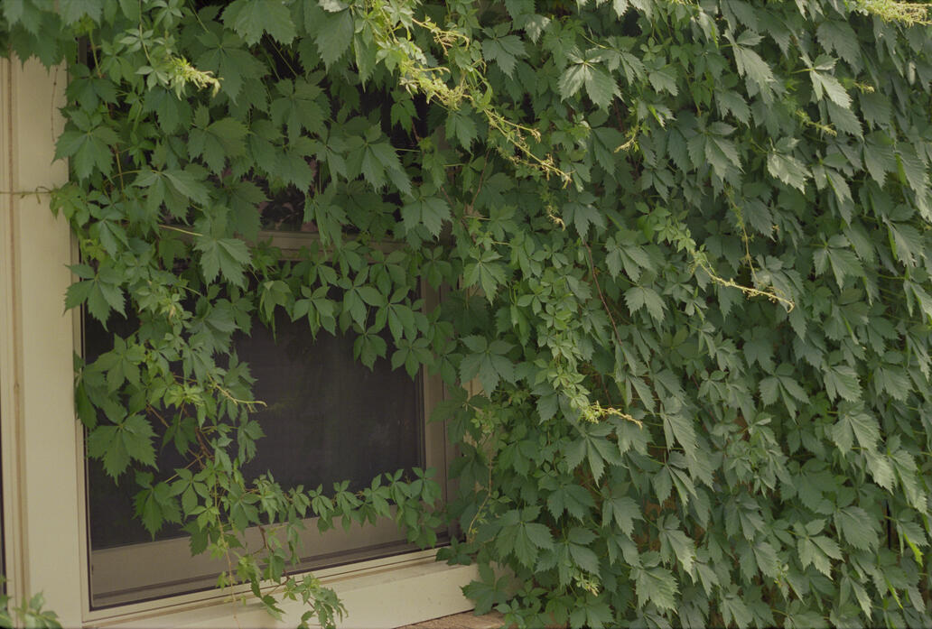 Ivy overcoming the side of a house in Derby, KS. (Shot on Canon AE-1 on 5219/500T film, May 2022.)